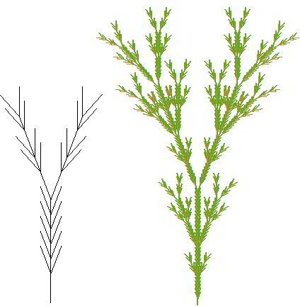 Plante fractale 11